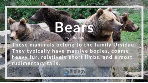 bear dictionary|what does a bear mean.